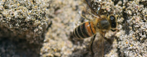 Read more about the article NEU: Bienen-Beet-Sand